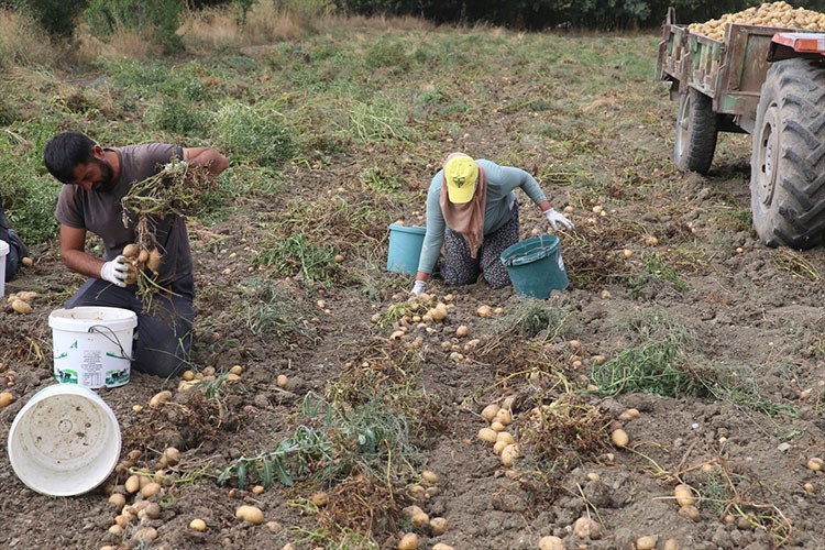 Tokat'ta tarlalarda patates hasadı başladı