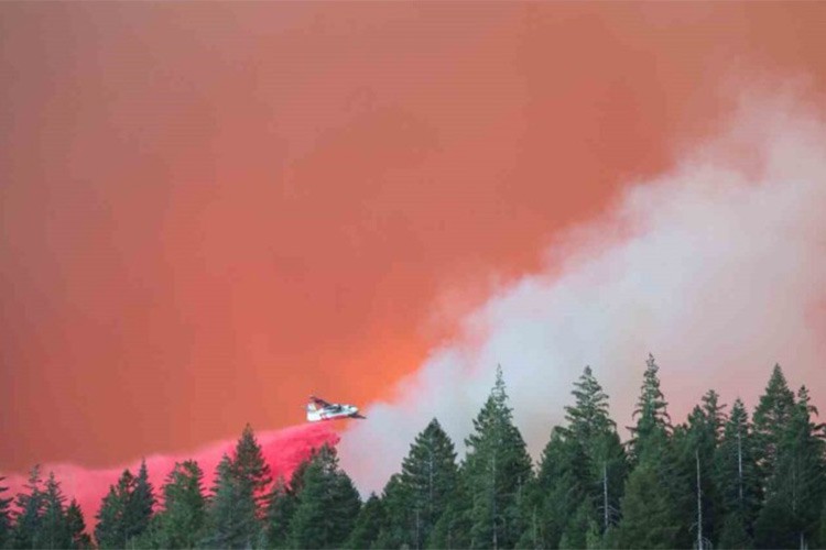 AB orman tahrip kurallarını 1 yıl erteleyecek