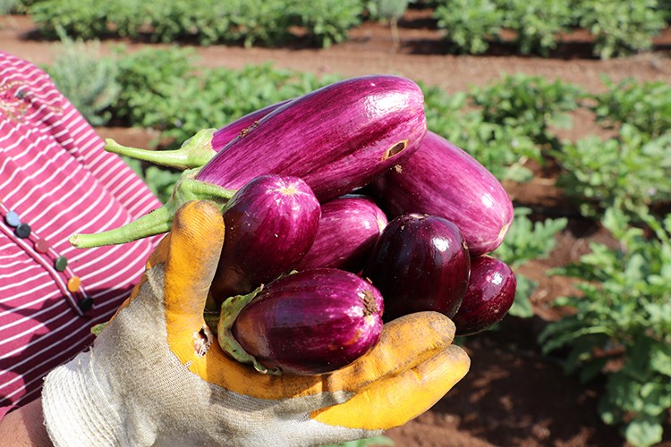Kilis'e özgü Zabaran patlıcanı'nın hasadına başlandı