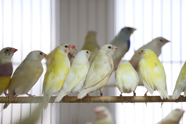 Emekli öğretmen madalyayla dönüyor
