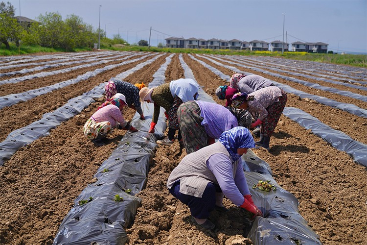 Çilekten Reçele Uzanan Yolculuk