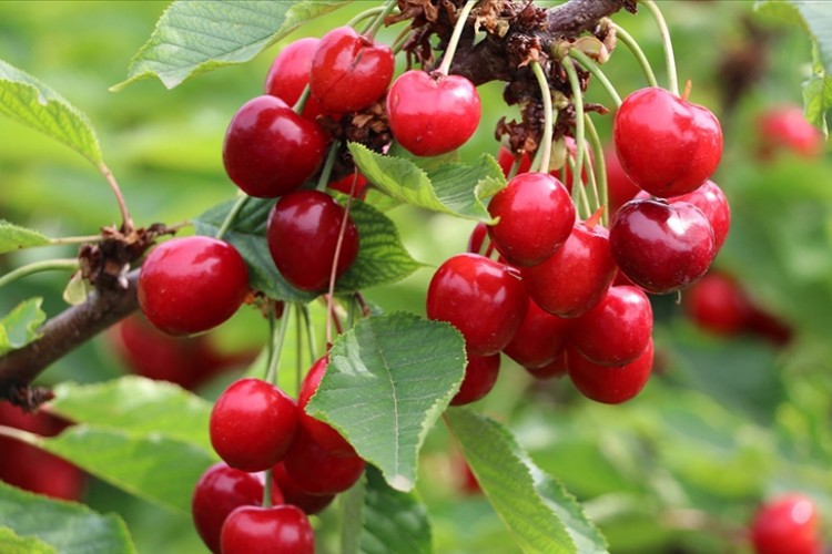 Türkiye'nin 2023'teki kiraz ihracatının yüzde 39'u Batı Akdeniz'den