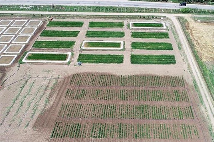 Çeltik üretiminde yeni dönem!