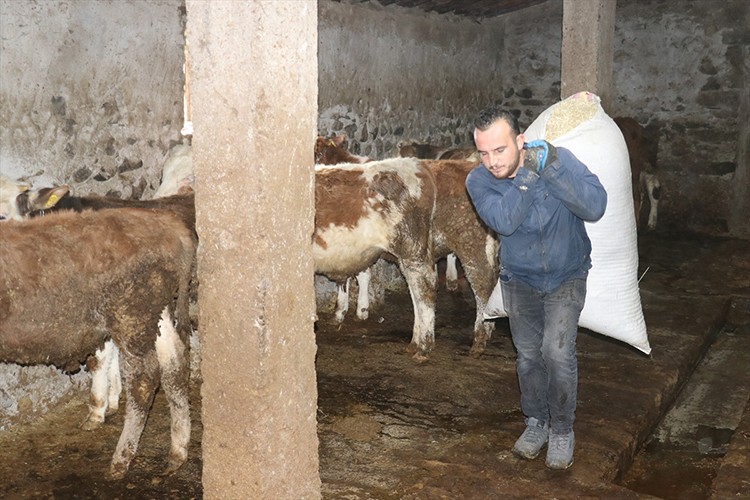 Ağrılı genç veteriner tekniker hayvancılık işini büyüttü