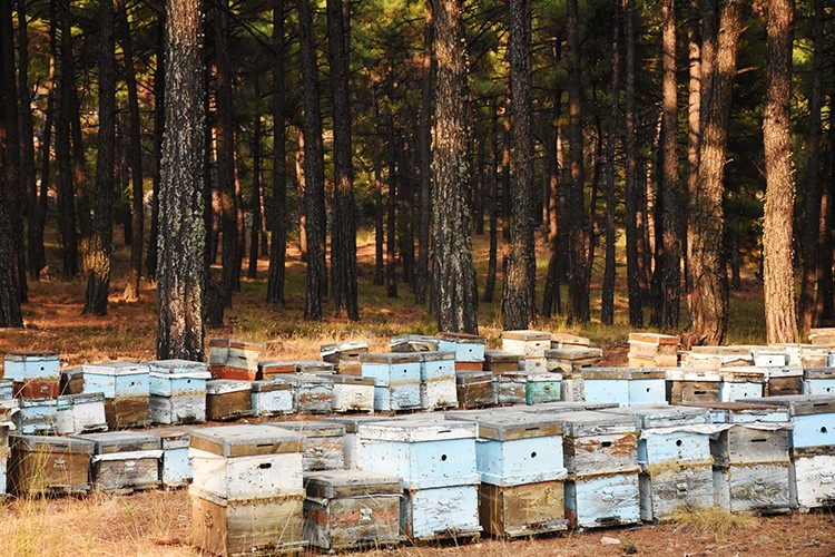 Muğla'da Çambalı rekoltesinin artması bekleniyor