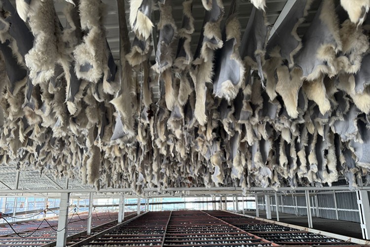 Kuzu derisinden üretilen kürkler dışarıya satılıyor