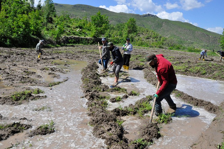 Çukurca'da ata tohumundan yılda 180 ton pirinç üretiliyor