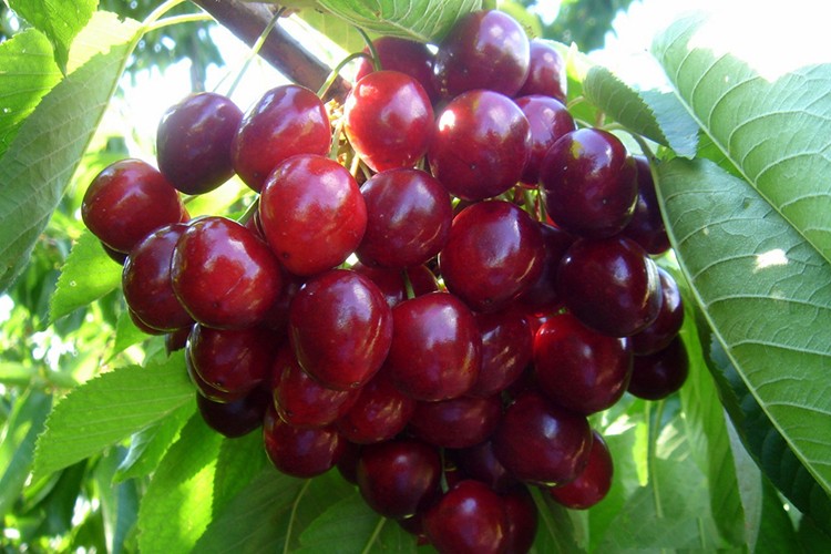 Kiraz G. Kore'ye açılıyor