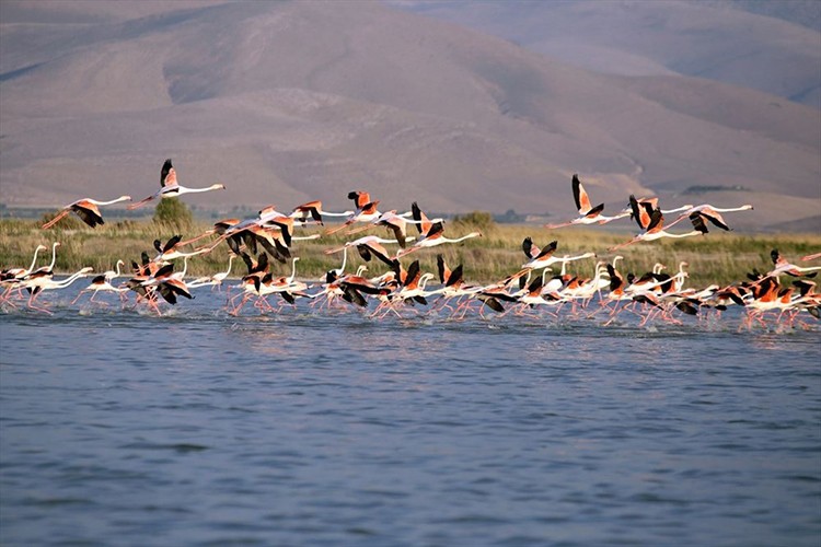 Akgöl sazlıkları flamingolarla hareketlendi
