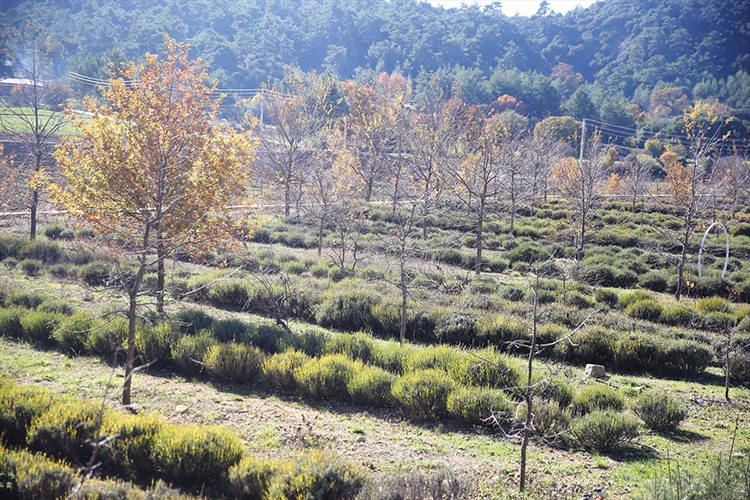 Tıbbi ve aromatik bitkilerin üretim alanı 6 bin dekara yükseldi
