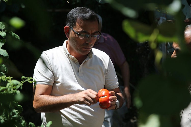 Ata tohumu zincirleme üretimle çoğaltılıyor
