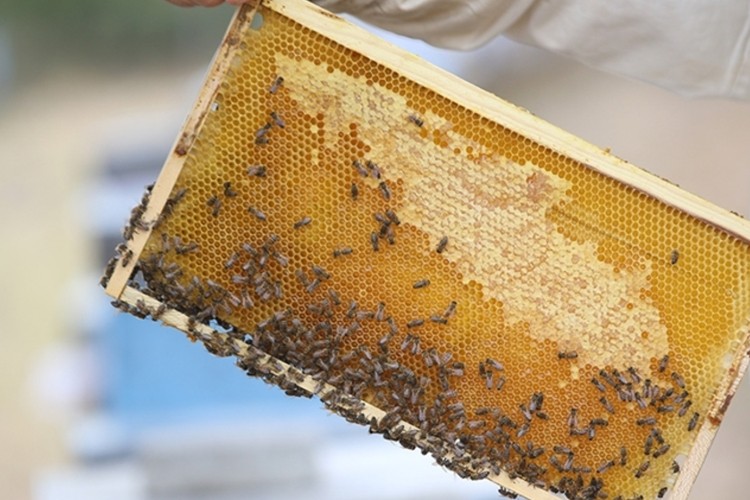 Türk balı 4 ayda yaklaşık 11,5 milyon dolar kazandırdı