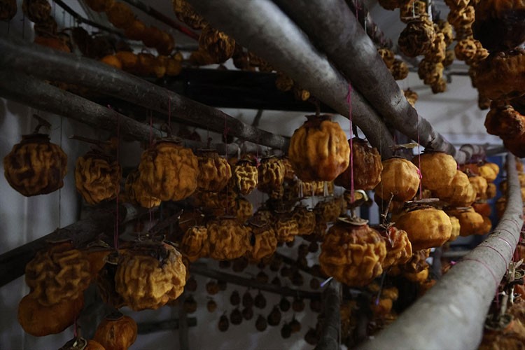 Lezzetlendirdikleri tescilli hurmalardan para kazanıyorlar