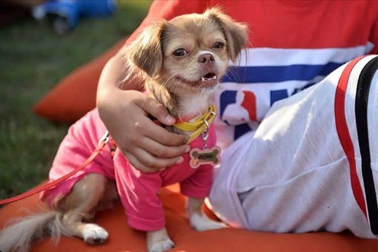 Köpek vergisinden rekor gelir