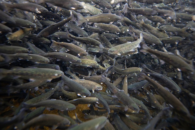 Tütsülenen alabalıklar üreticisine daha fazla kazandırıyor