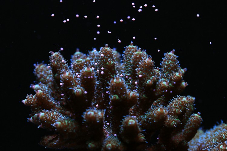 CANON, ARAŞTIRMACILARLA İŞ BİRLİĞİ YAPARAK DÜNYANIN HER YERİNDEKİ MERCAN RESİFLERİNİN KORUNMASINA DESTEK OLUYOR