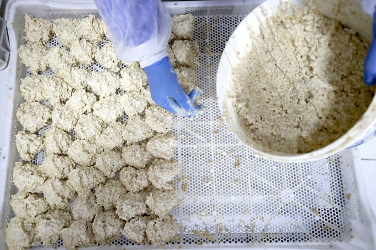 Tescilli Malatya tarhanası ihracata hazırlanıyor