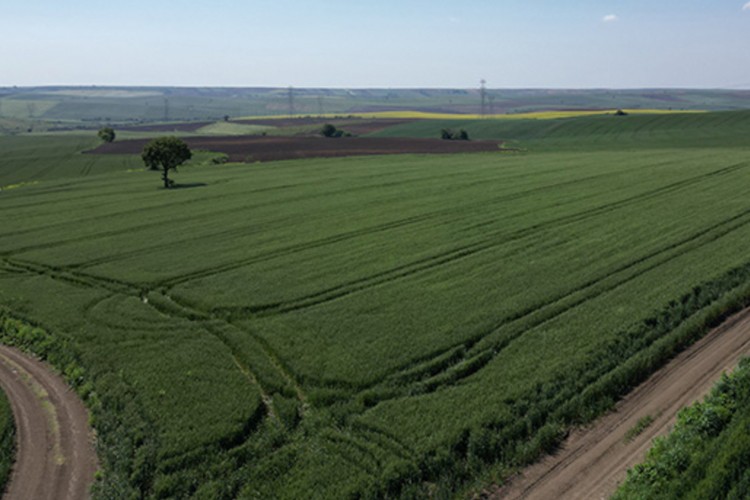 Tekirdağ'da 10 yılda 5 buğday ve 8 yem bitkisi tohumu ıslah edildi