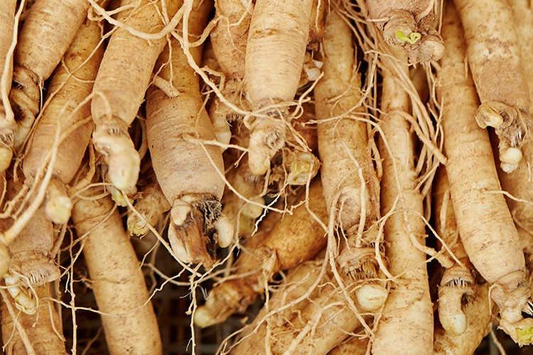 Ginseng 2 bin liradan satılıyor