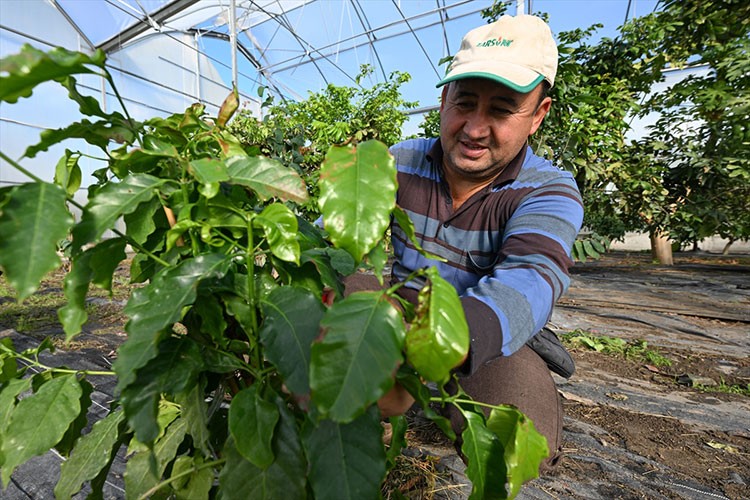 Antalya'da ilk denemelerine 90 yıl önce başlanan kahve bitkisi yetiştiriliyor