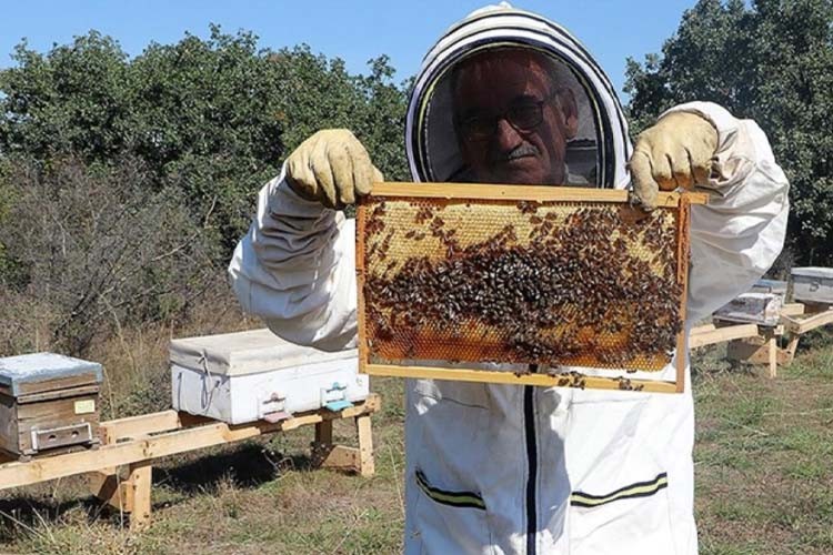 Bal ormanlarıyla ülke ekonomisine katkı sağlanıyor