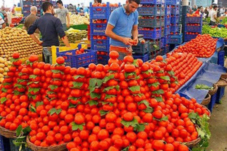 Zam şampiyonu domates