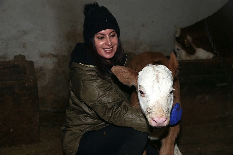 Kars'ta besi çiftliği kadın eliyle büyüyor