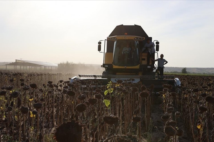 Edirne, 2023'te en çok çeltik ve ayçiçeğinin üretildiği kent oldu