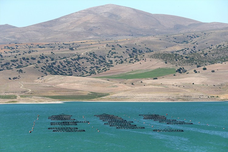 Kayseri'den 49 ülkeye balık ihracatı