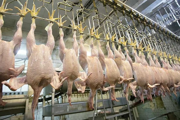 Tavuk eti üretimi ağustosta aylık yüzde 4,3 arttı