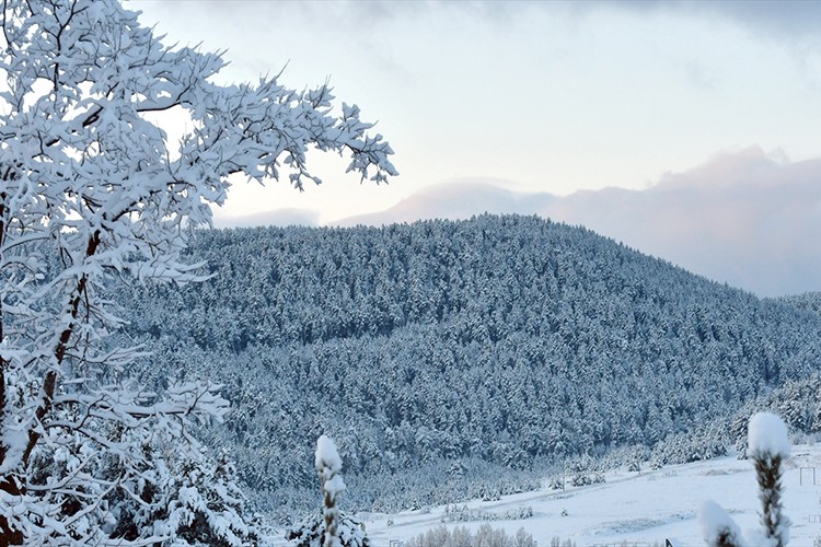 Kars'ta etkili olan kar yağışı sarıçam ormanlarını beyaza bürüdü