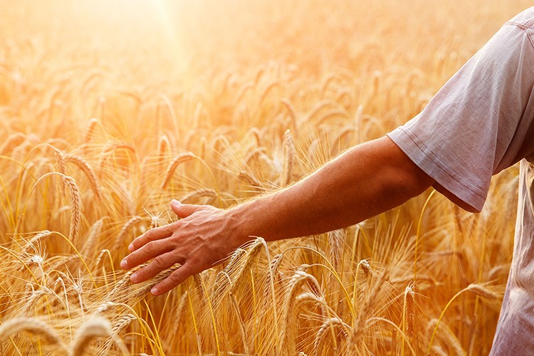 Tarımın bütçesi 133,7 milyar liraya yükseltildi