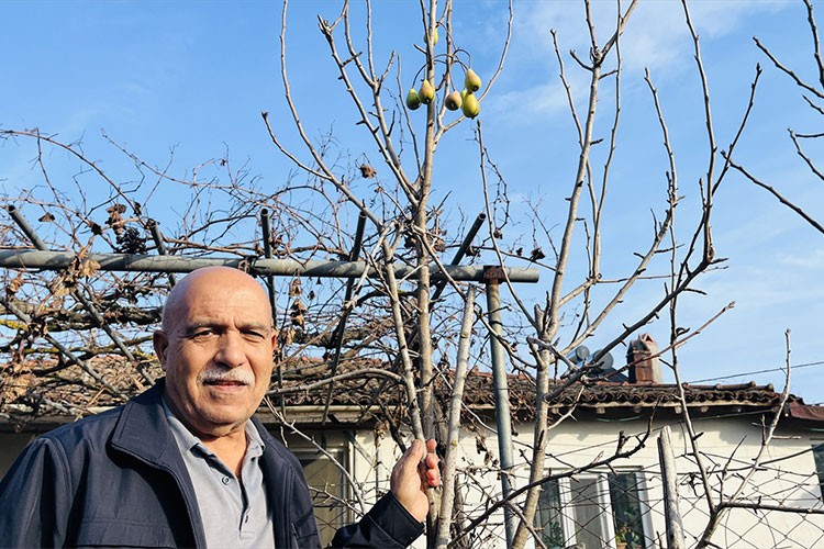 Çanakkale'de armut ağacı aralık ayında meyve verdi