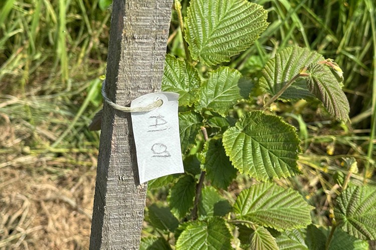 "Çakıldak Fındık"tan yeni çeşit elde etme projesi sürüyor