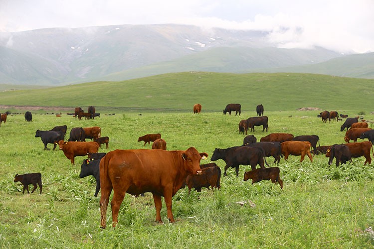 Türk yatırımcıların Zengilan'daki örnek projesi