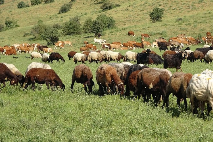 Türkiye, hayvan varlığında Avrupa'nın zirvesinde