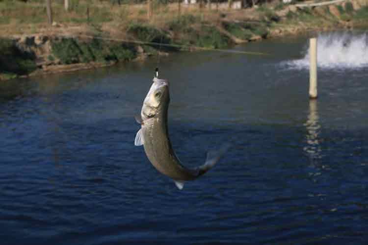Toprak Havuzlarda Balık Üretimi Yükselişte