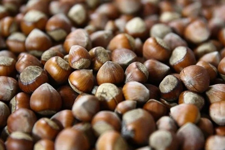 Giresun'da fındık ne kadardan işlem görüyor?