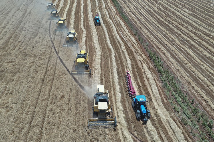 Hasat ve ekim bir arada