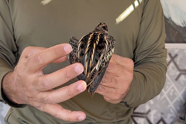 Türkiye'de en nadir görülen kuşlardan küçük suçulluğu, Iğdır'da halkalandı