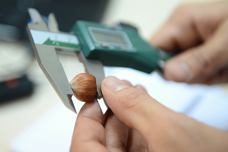 Fındıkta 440 genotip