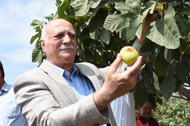 Bayraktar Aydın'da incir hasadına katıldı